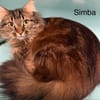 SIMBA