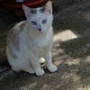 Choupette
