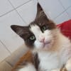 TASSIA CHA