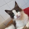 TASSIA CHA