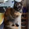 Nala