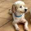 ✨️ QORMI ✨️ 🐶