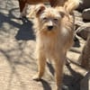 Scoobydoo
