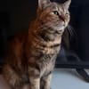 TITI