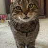 FILOU
