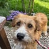 Thor- sucht in Bayern sein Zuhause!