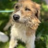 Thor- sucht in Bayern sein Zuhause!