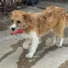 Thor- sucht in Bayern sein Zuhause!