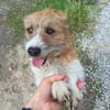 Thor- sucht in Bayern sein Zuhause!