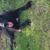 🐾Atesfreundlicher Herdenschutzhund-Mix