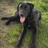 🐾Atesfreundlicher Herdenschutzhund-Mix