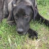 🐾Atesfreundlicher Herdenschutzhund-Mix