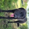 🐾Atesfreundlicher Herdenschutzhund-Mix