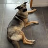 Unsichere Luna sucht erfahrenes Zuhause