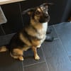 Unsichere Luna sucht erfahrenes Zuhause