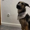 Unsichere Luna sucht erfahrenes Zuhause