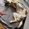 Unsichere Luna sucht erfahrenes Zuhause