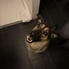 Unsichere Luna sucht erfahrenes Zuhause