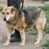 Nanook - verschmust u. sehr lieb
