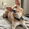 Cherry- mit den besonderen Ohren