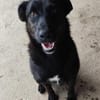 Schwarz (15kg)mit blütenweißem Charakter