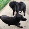 Schwarz (15kg)mit blütenweißem Charakter