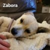 Zabora, kleines Wesen mit tollem Charakt