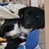 Darcy, 6 Monate, lebhaft, verspielt