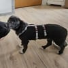 Darcy, 6 Monate, lebhaft, verspielt