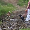 Darcy, 6 Monate, lebhaft, verspielt