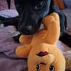 Darcy, 6 Monate, lebhaft, verspielt