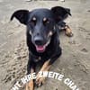 🚨DRINGEND: Pflegestelle für Shila gesuc