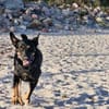 🚨DRINGEND: Pflegestelle für Shila gesuc