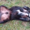 Gartenliebhaber Leroy auf Heimatsuche