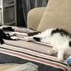 Mika & Soul ~1J suchen Zuhause zusammen