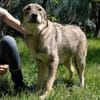 Aufgeweckter Nabaro sucht seine Familie!