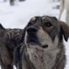Aufgeweckter Nabaro sucht seine Familie!