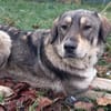 Aufgeweckter Nabaro sucht seine Familie!