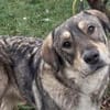 Aufgeweckter Nabaro sucht seine Familie!