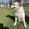 CORA, 7 Jahre, 35/38cm
