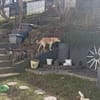 Aluna (jetzt Luna) sucht ein Zuhause