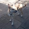Aluna (jetzt Luna) sucht ein Zuhause
