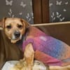 Lisa sucht dringend liebevolles Zuhause