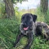 🐾 Ares  freundlicher Riese