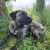 🐾 Ares  freundlicher Riese