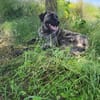 🐾 Ares  freundlicher Riese