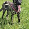 🐾 Ares  freundlicher Riese