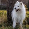 Über Balou  altes Spiel  neues Glück