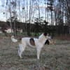 Liebevoller Hund REX sucht Zuhause!