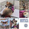 MORTAZA -kleiner Sonnenschein-